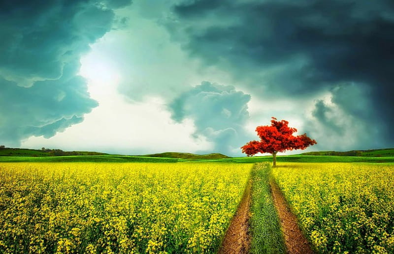 Lonely Tree, red, yellow, bonito, spring, trees, sky, clouds, flowers, road, field, blue, HD wallpaper