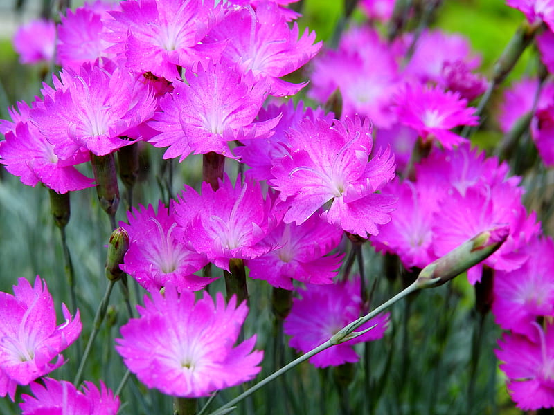 Cheddar Pink Dianthus, Dianthus, Cheddar Pink, Firewitch, Spring, graphy, Flowers, Nature, HD wallpaper