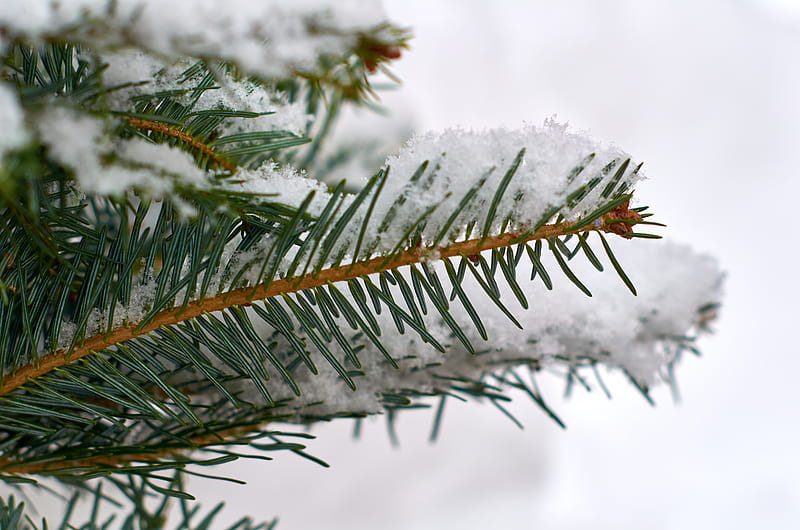 spruce, branch, snow, macro, winter, HD wallpaper
