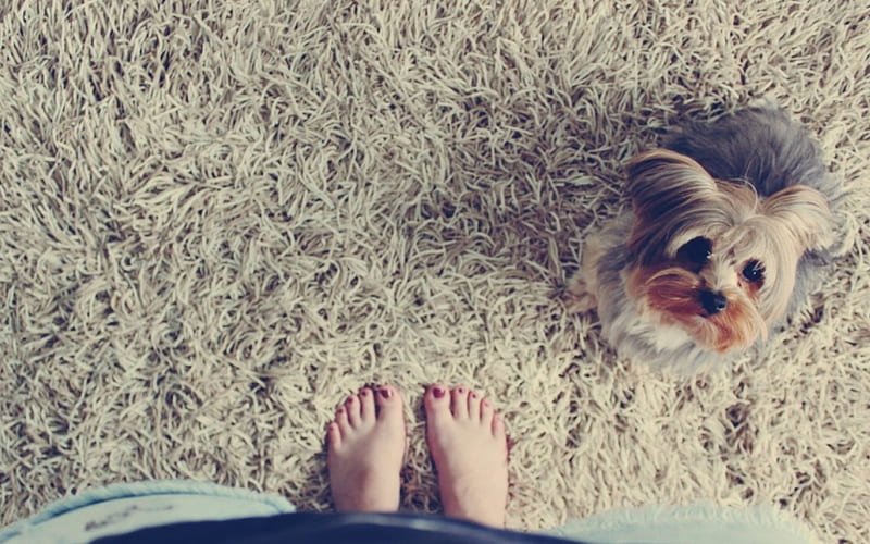 Girl and dog, pretty, lovely, playful dog, pay, playful, bonito, sweet