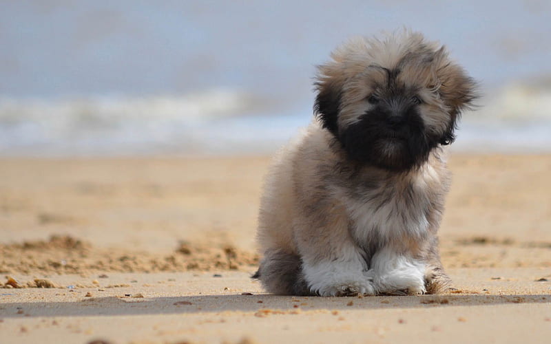 Lhasa Apso, small furry puppy cute animals, small dogs, pets, beach, sand, gray puppy, HD wallpaper