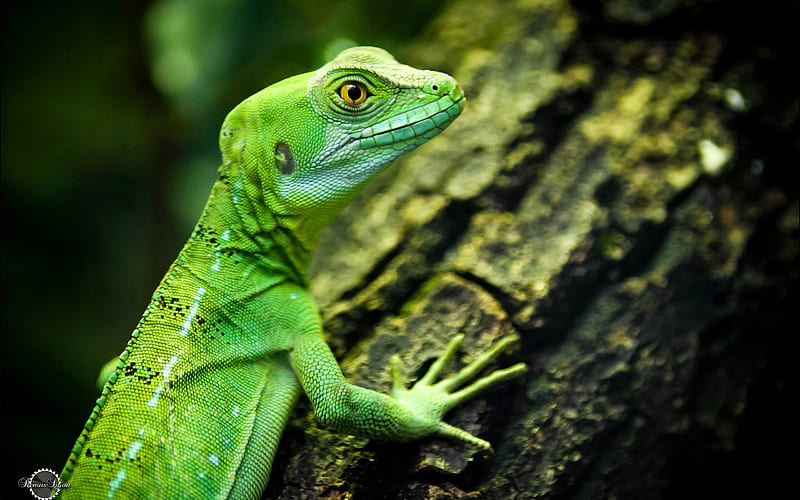 Lizard green eyes reptiles-High Quality, HD wallpaper