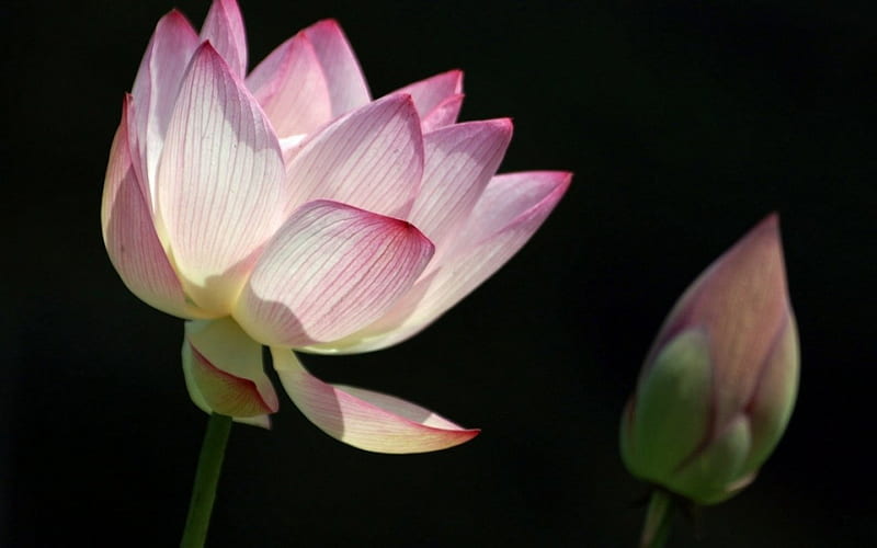 Lotus & Bud, flower, open, bud, pink, HD wallpaper