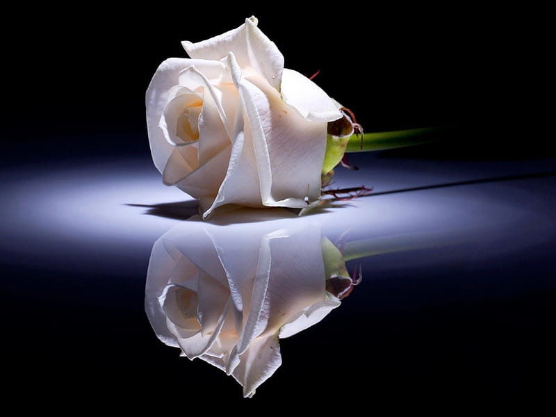 Single beauty, flower, reflection, white, rose, HD wallpaper