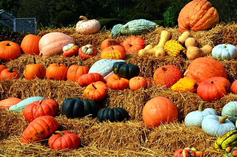 Pumpkin harvest, fall, autumn, decoration, colors, straw, edible, HD wallpaper