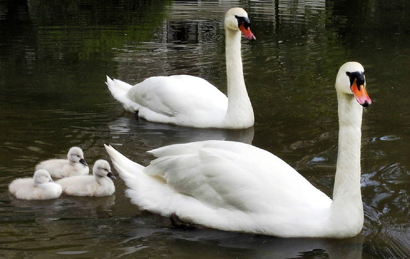 Swans For Carmen, birds, beauty, nature, swans, HD wallpaper