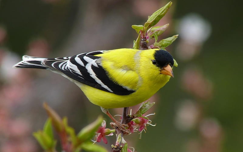 GOLD FINCH, Leaves, Branch, Feathers, Wings, HD wallpaper