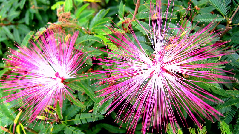Calliandra brevipes, pretty, filaments, flowers, white, pink, HD wallpaper