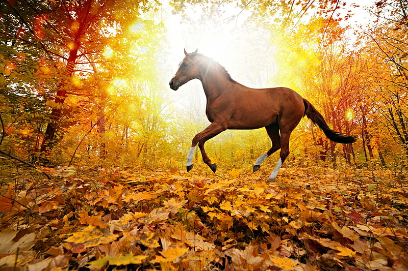 An Autumn Run, Fall, leaves, sun light, trees, horse, Autumn, light, HD wallpaper