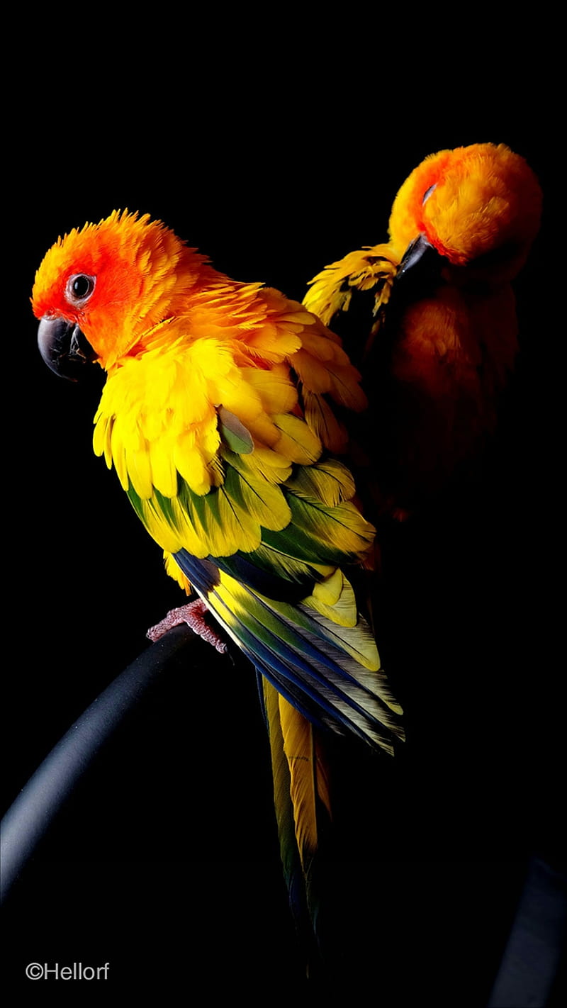 Mi Parrot, bird, HD phone wallpaper
