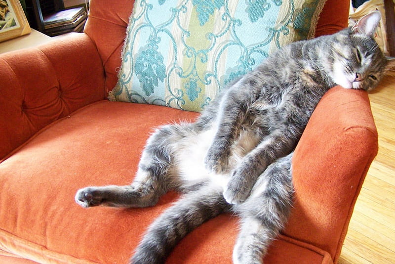 kitten, cute, chair, sleeping, HD wallpaper