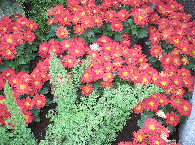 Dreaming about Spring in my garden 15, red, graphy, chrysanthemums flower, green, yellow, garden, Flowers, HD wallpaper