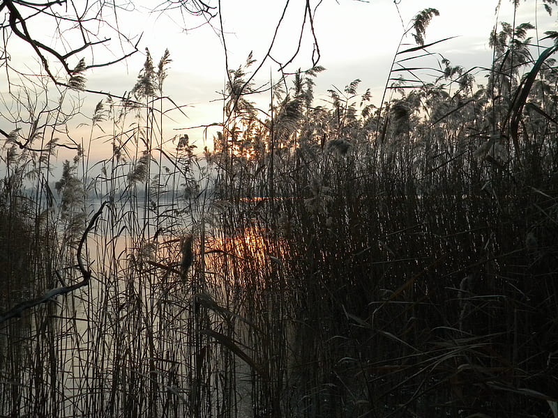 again Goplo lakegop, jezioro, lake, sunset, HD wallpaper