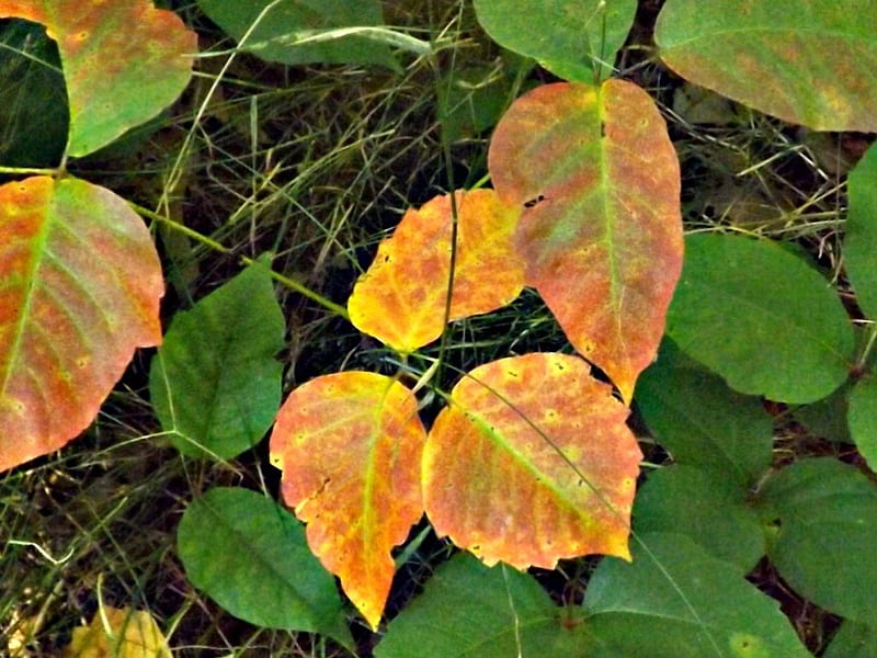Autumn foilage, foilage, green, autumn colors, leavs, HD wallpaper | Peakpx