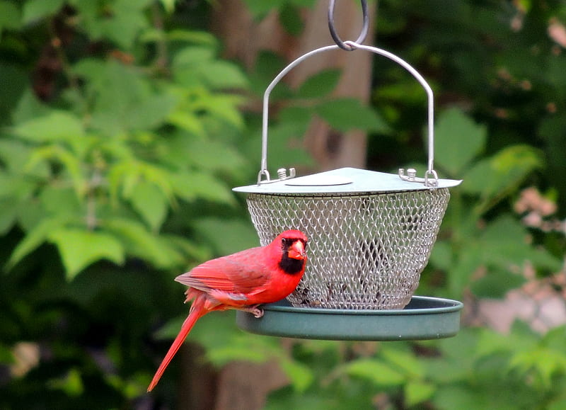 Summer Beauty, Summer, Feeder, Cardinal, graphy, Bird, HD wallpaper