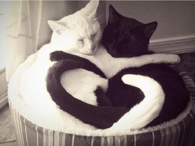 Heart Tails, black and white, cats, animals, love, HD wallpaper