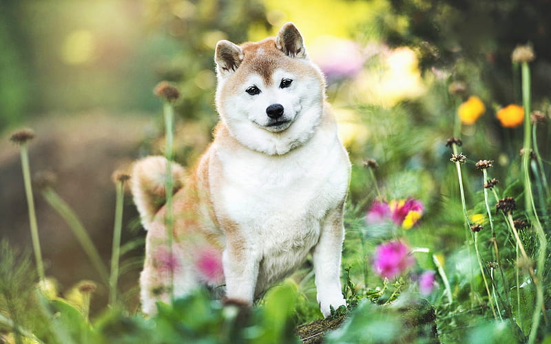 Shiba Inu, forest, summer, cute dog, bokeh, pets, dogs, Shiba Inu Dog, HD wallpaper