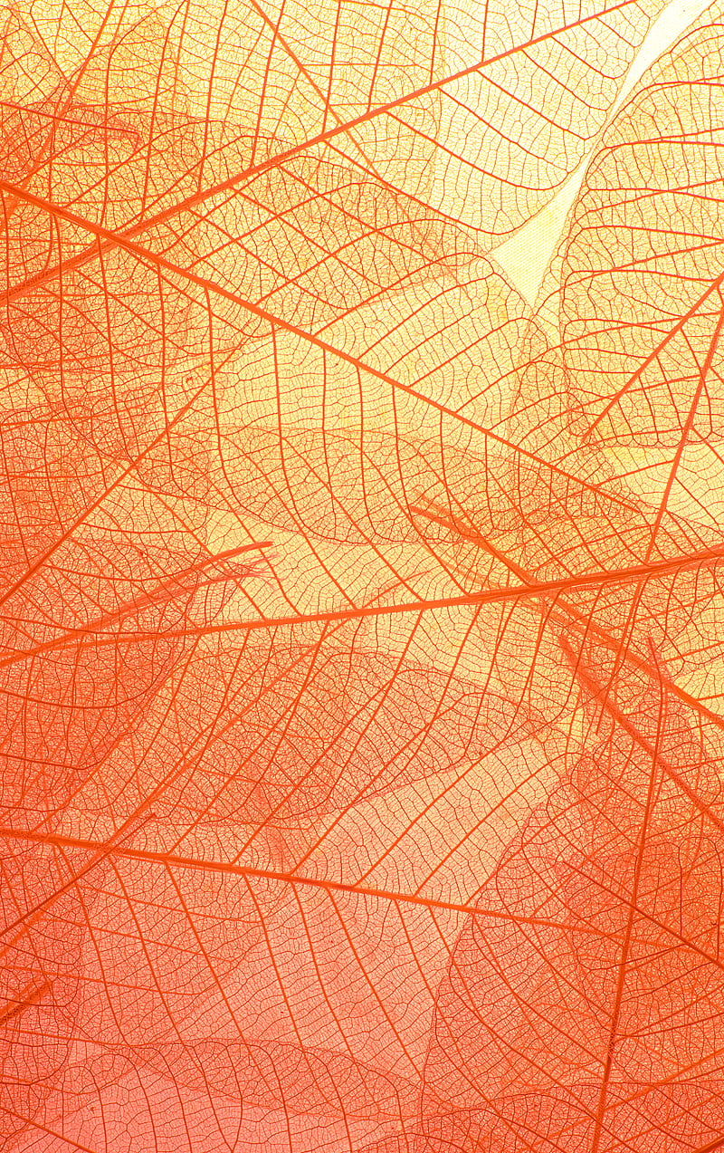 Abstract texture of colorful bright pattern of transparent leaves of orange and yellow color, HD phone wallpaper