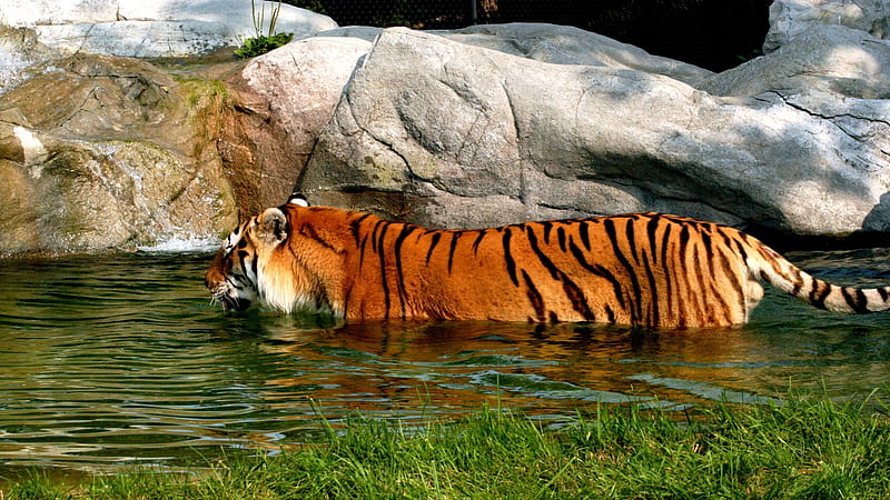 Swiming_Tiger, swiming, nature, tiger, streams, HD wallpaper