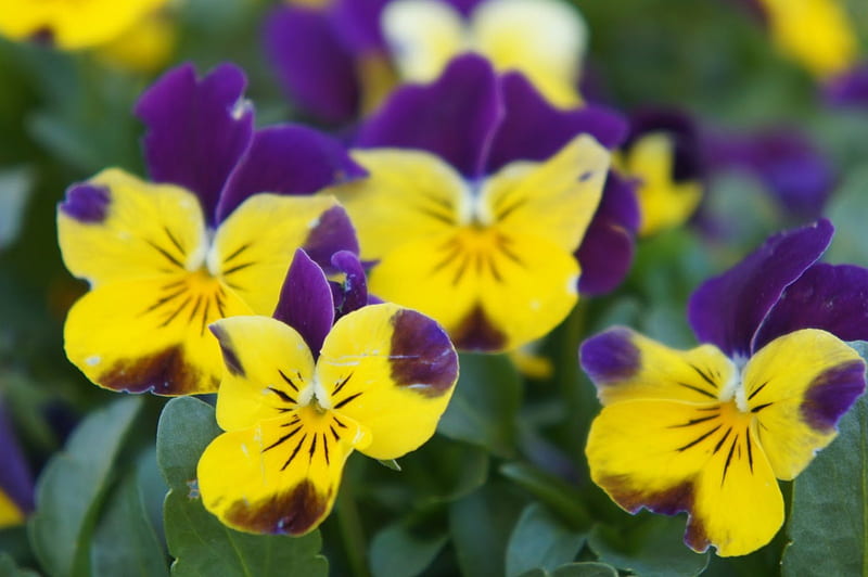 Happy flowers, yellow-purple, pansies, flowers, garden, nature, HD wallpaper
