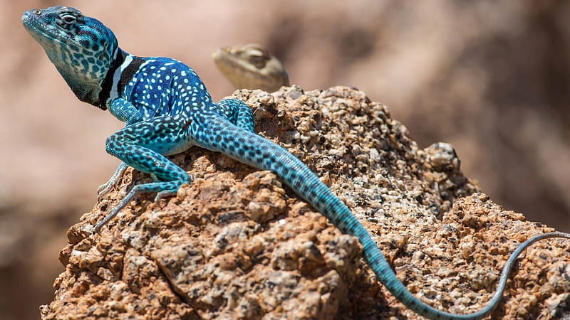 White And Blue Lizard On Brown Rock Animals, HD wallpaper