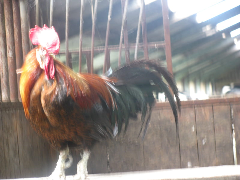 Cock, farm, chicken, dutch, stable, HD wallpaper