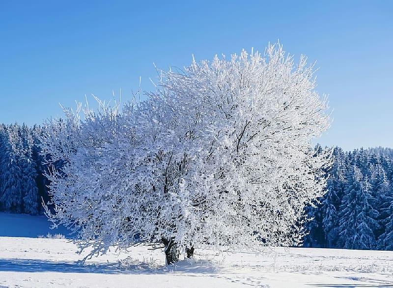 Snowy tree, Winter, Botanics, Tree, Snow, HD wallpaper | Peakpx