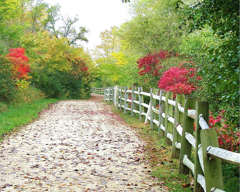 Flower Path Graphy Flowers Path Beauty Nature Forests Hd