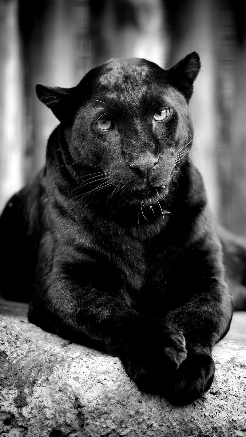 Black Puma, animal, black, puma, wild, HD phone wallpaper