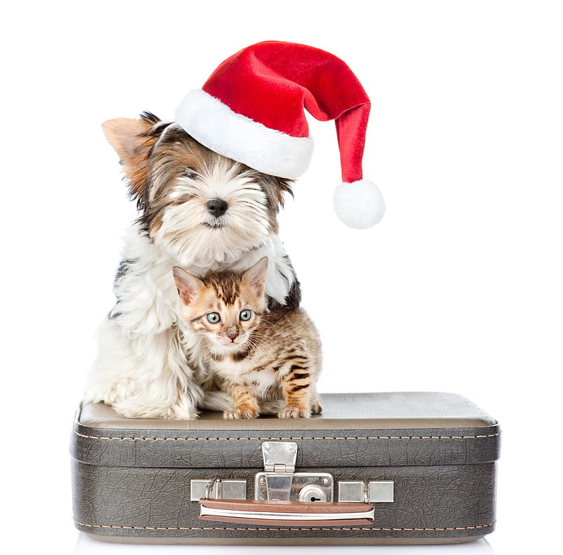 Happy Holidays!, red, craciun, christmas, caine, funny couple, cat, suitcase, animal, card, kitten, white, couple, pisica, puppy, dog, HD wallpaper