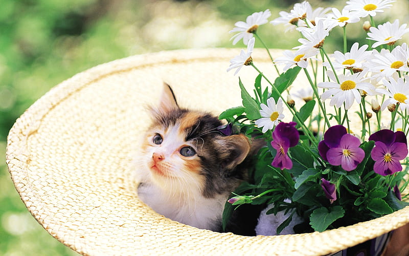 Flower kitten Cuddly kitten in straw hat, HD wallpaper