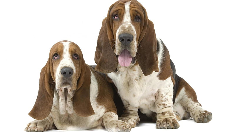 Great Pair, long ears, sad eyes, Droopy eyes, Basset hounds, HD wallpaper