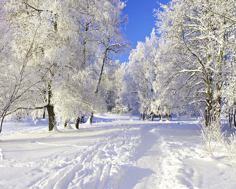 Winter Snow, blue, sky, trees, white, wonderland, HD wallpaper