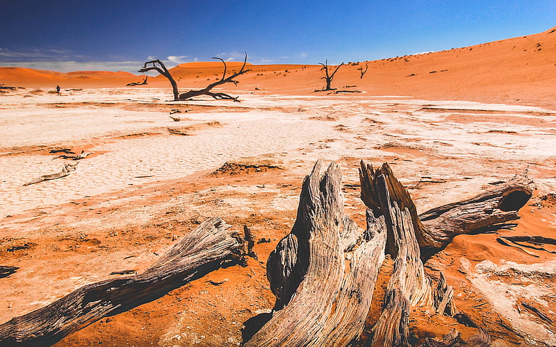 drift wood on desert place at daytime, HD wallpaper
