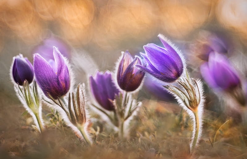 Flowers, Crocus, Flower, Nature, Purple Flower, Spring, HD wallpaper