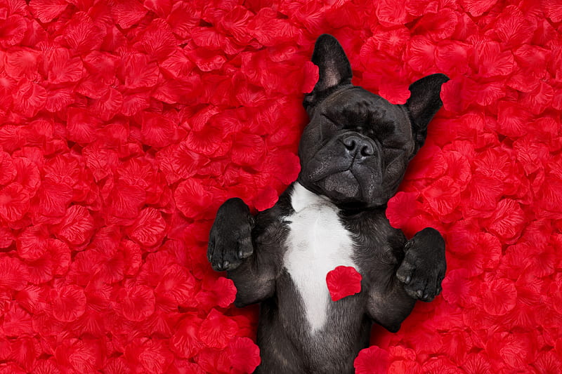 :-), rose, paw, caine, french bulldog, black, valentine, animal, card, petals, funny, white, dog, HD wallpaper