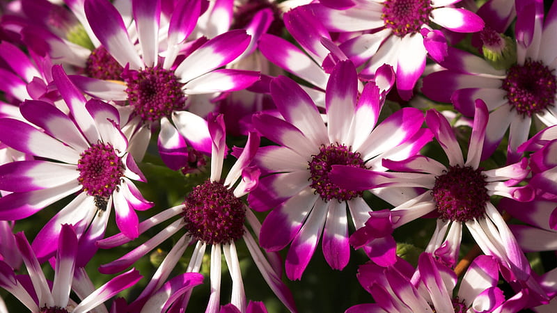White Purple Dark Pink Filament Flowers Flowers, HD wallpaper