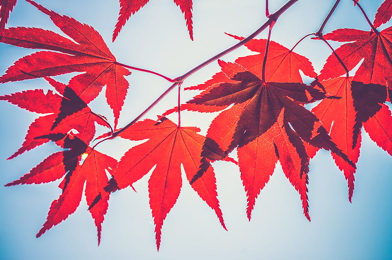 selective focus graphy of red maple leaves, HD wallpaper