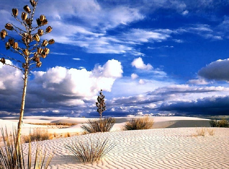 Desolate Beauty, desert, tufts, sky, clouds, seeds, fantasy, sand, grasses, grains, white, blue, HD wallpaper
