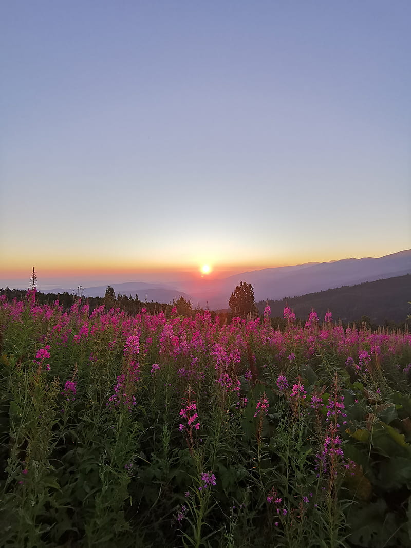 Rila and Sunrise, bulgaria, flower, flowers, mountain, rila mountain, seven rila lakes, sky, sun, sunshine, HD phone wallpaper