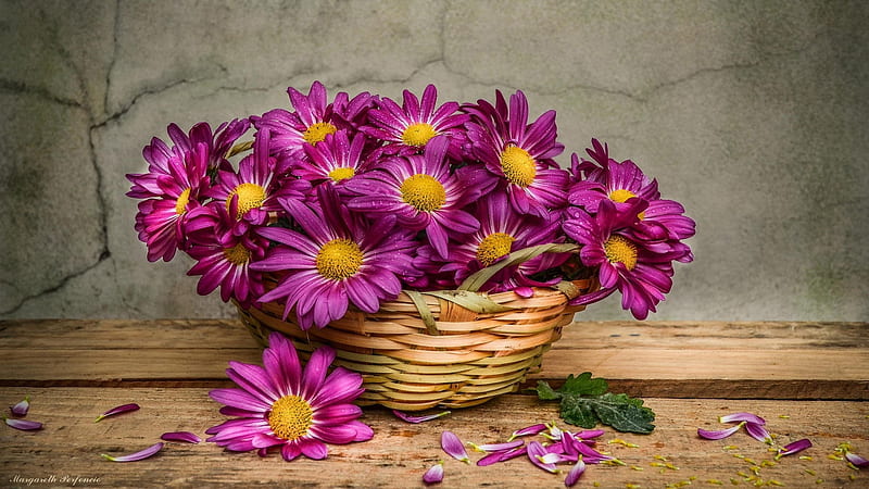 Daisies In A Basket, flowers, HD wallpaper
