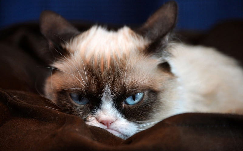 Grumpy Cat, look, grumpy, sad, funny, cat, HD wallpaper