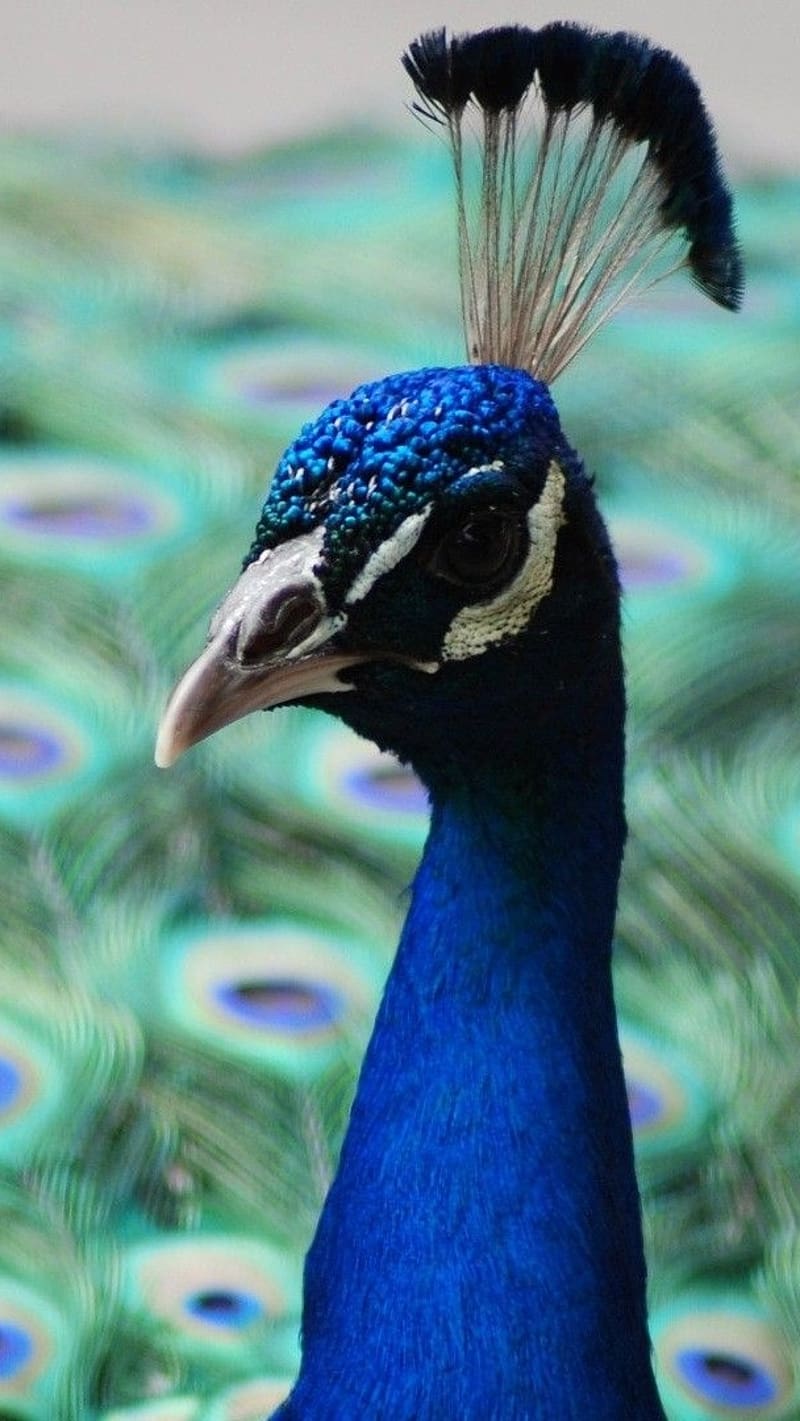 Peacock Birds Closeup Live, birds live, peacock, closeup, blue, national  bird, HD phone wallpaper | Peakpx