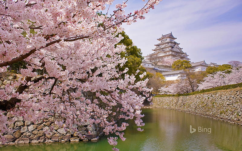 Japan Cherry Blossoms Himeji Castle 2020 Bing, HD wallpaper
