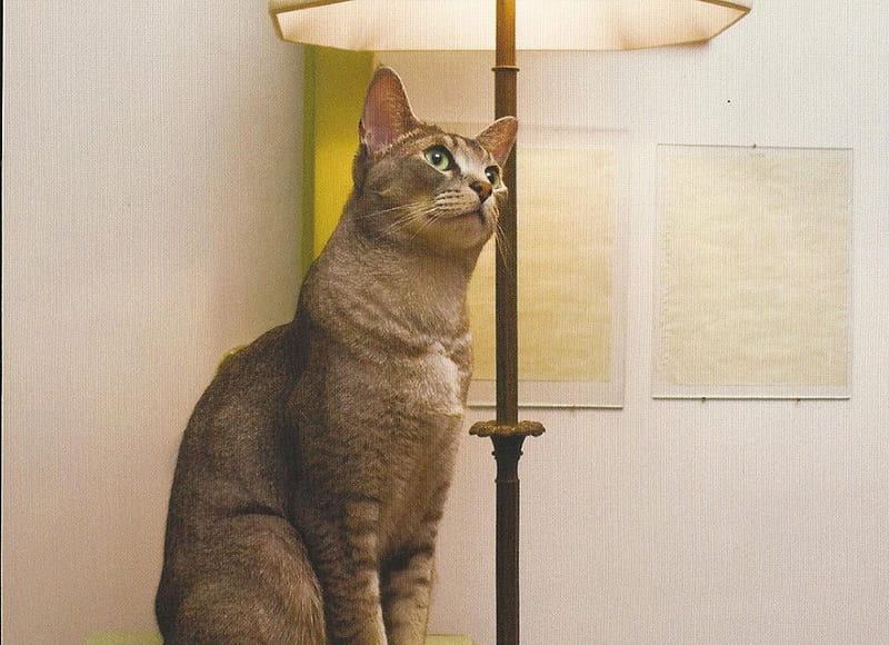 Cat, cute, paws, floor lamp, light, HD wallpaper