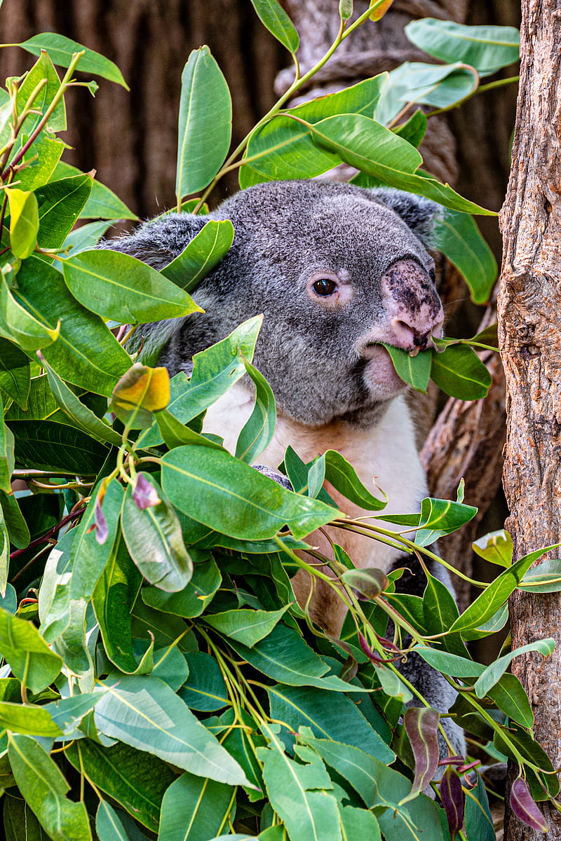 koala, animal, funny, branches, tree, HD phone wallpaper