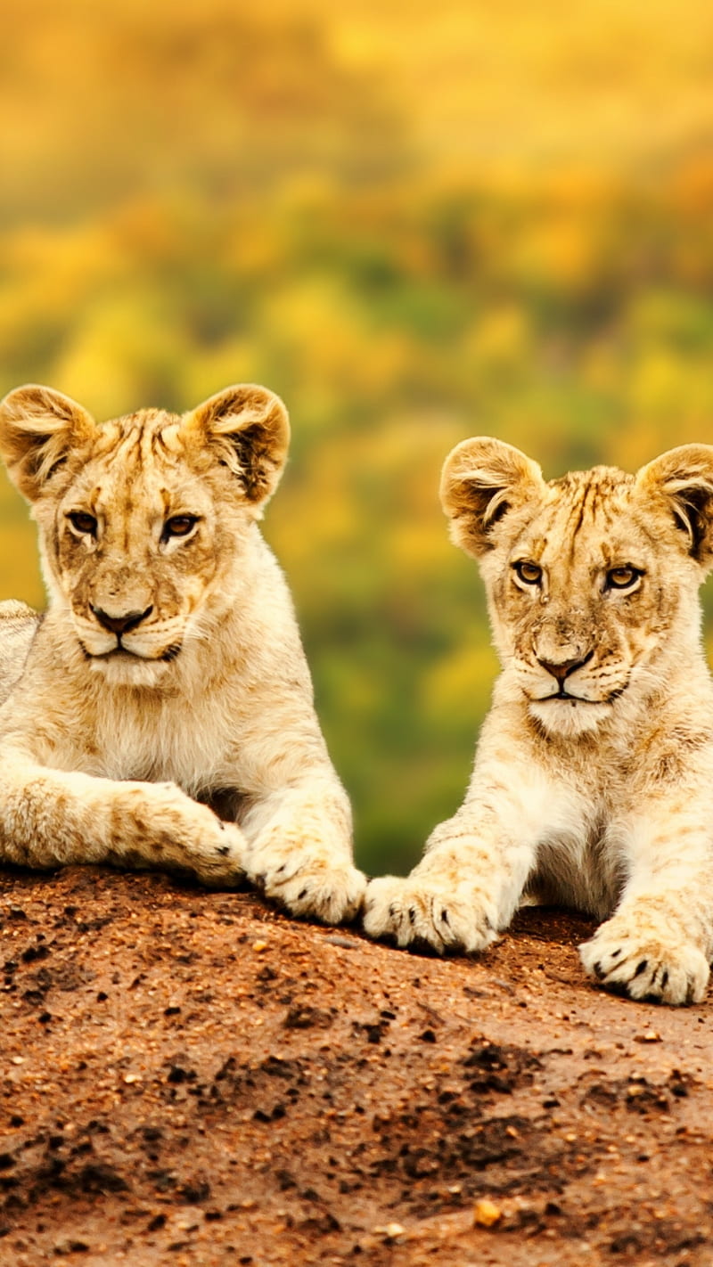 cubs, twining, HD phone wallpaper