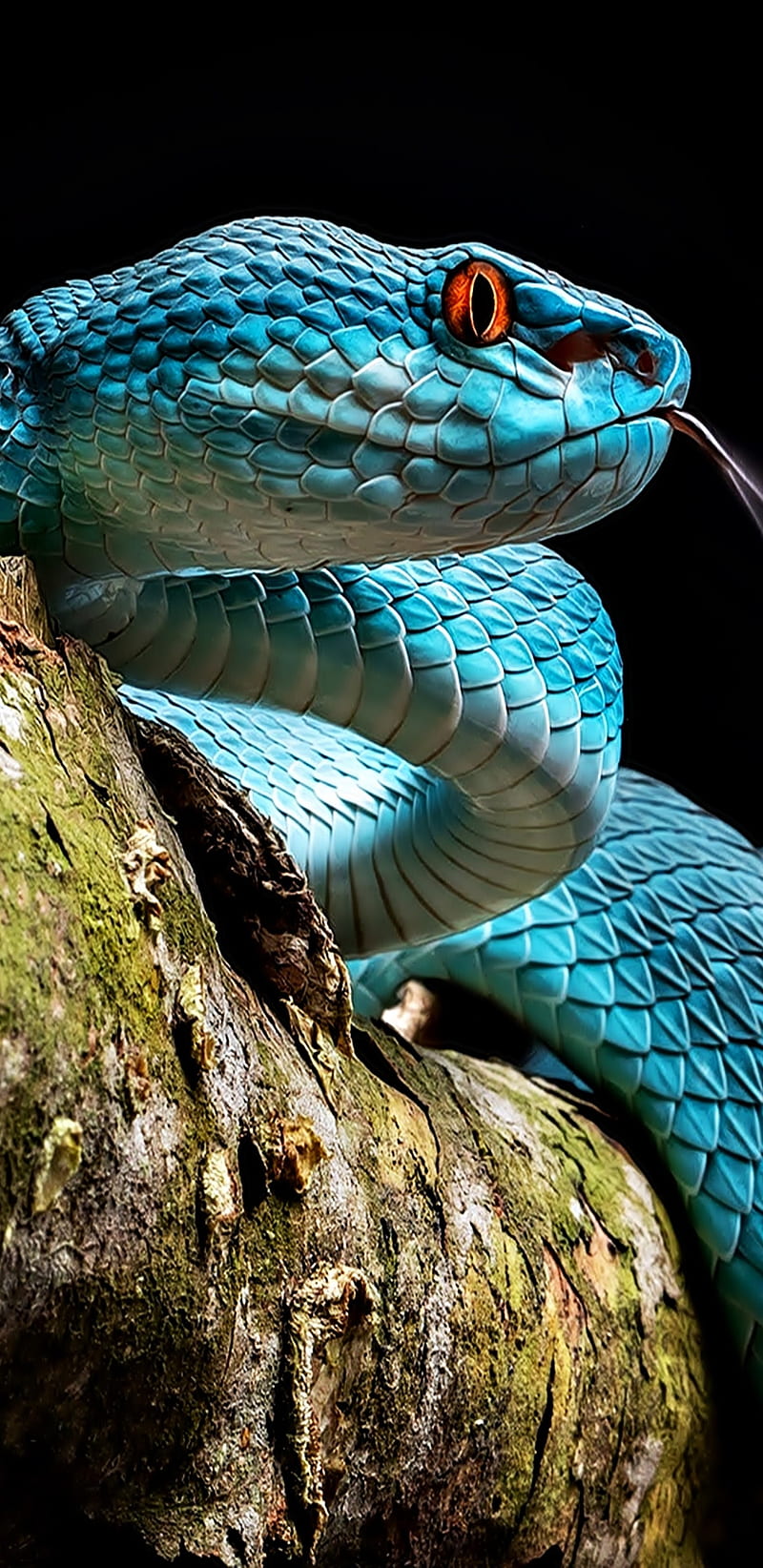 Snake, black, blue, green, serpent, snakes, viper, HD phone wallpaper
