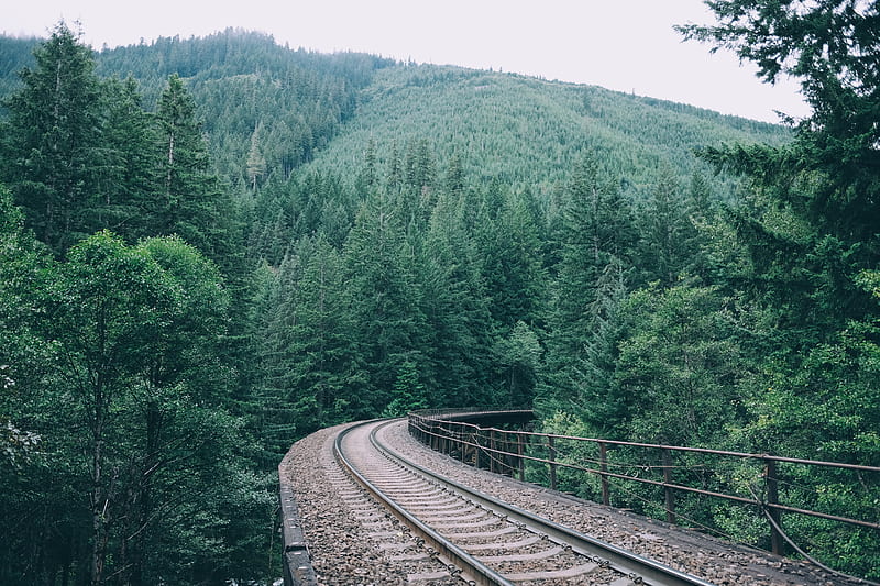 train rail in forest, HD wallpaper