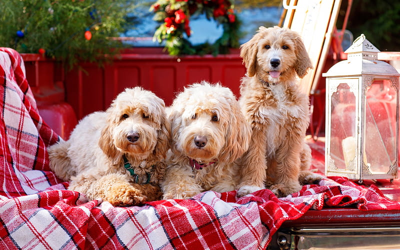 Goldendoodle, Canis lupus familiaris, cute dogs, furry dogs, pets, HD wallpaper